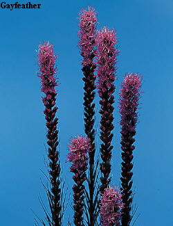 Botanical Flower Name Liatris callilepis