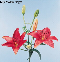 Common Flower Name Lily Monte Negro