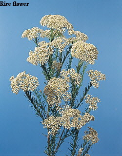 Botanical Flower Name Ozothamnus diosmifolium