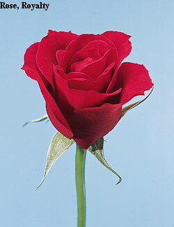 Common Flower Name Rose Royalty
