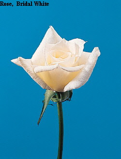 Common Flower Name Rose Bridal White