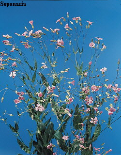 Common Flower Name Saponaria