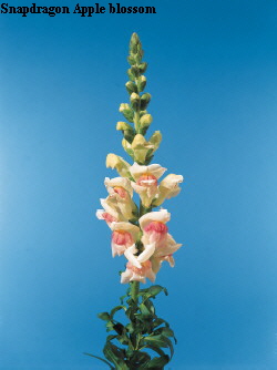 Botanical Flower Name Antirrhinum majus