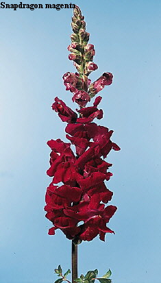 Common Flower Name Snapdragon magenta