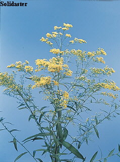 Botanical Flower Name Solidaster hybrid
