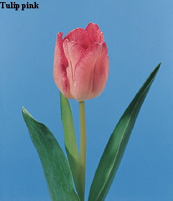 Common Flower Name Tulip pink