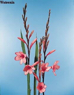 Botanical Flower Name Watsonia