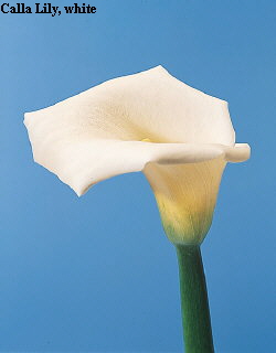 Common Flower Name Calla lily white