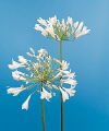 Botanical Flower Name Lily of the Nile – Alba