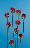 Botanical Flower Name Allium 'drumstick'