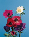Botanical Flower Name Anemone 'Galilee'