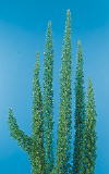 Botanical Flower Name Foxtail fern
