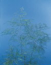 Botanical Flower Name Lace fern
