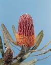 Botanical Flower Name Strawberry banksia