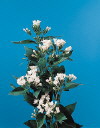 Common Flower Name Bouvardia