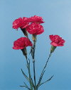 Botanical Flower Name Carnation mini - Alibi