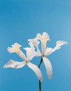 Botanical Flower Name Japhette orchid