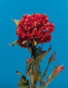 Botanical Flower Name Cockscomb crested
