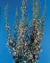 Botanical Flower Name Waxflower