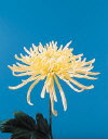 Botanical Flower Name Spider Fuji Yellow