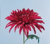 Botanical Flower Name Red Rover