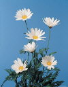 Botanical Flower Name Marguerite daisy