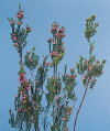 Botanical Flower Name Breath of heaven - Diosma
