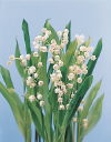 Botanical Flower Name Lily of the valley