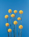 Botanical Flower Name Billy buttons