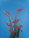 Botanical Flower Name Montbretia
