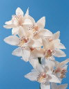 Botanical Flower Name Cymbidium orchid