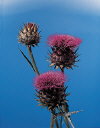 Botanical Flower Name Artichoke thistle