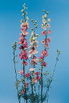 Botanical Flower Name Larkspur pink