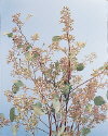 Botanical Flower Name Eucalyptus seeded