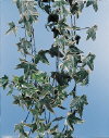 Botanical Flower Name Ivy