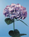 Botanical Flower Name Hydrangea