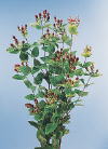 Botanical Flower Name Coffee bean berry