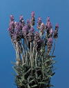 Botanical Flower Name Lavender