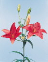 Botanical Flower Name Lily Monte Negro