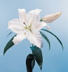 Botanical Flower Name Lily Casa Blanca