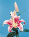 Botanical Flower Name Lily Stargazer