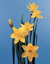 Botanical Flower Name Daffodil