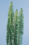 Botanical Flower Name Sword fern
