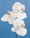 Botanical Flower Name Moon orchid