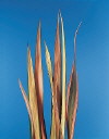 Botanical Flower Name Flax New Zealand