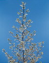 Botanical Flower Name Buckthorn variegated