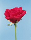 Botanical Flower Name Rose Kardinal