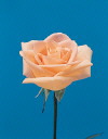 Botanical Flower Name Rose Osiana