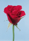 Botanical Flower Name Rose Royalty