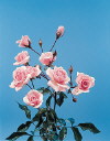 Botanical Flower Name Rose Diadem